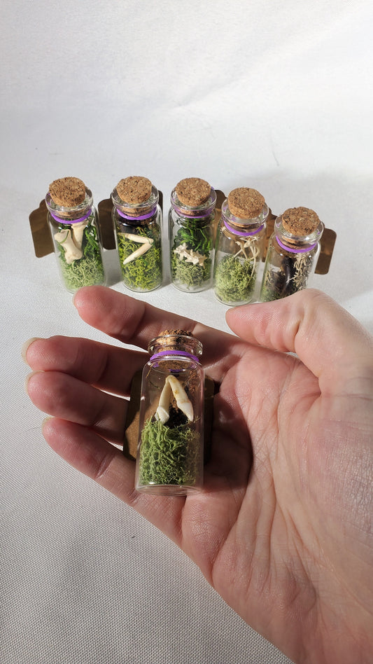 Small Curiosity Jars