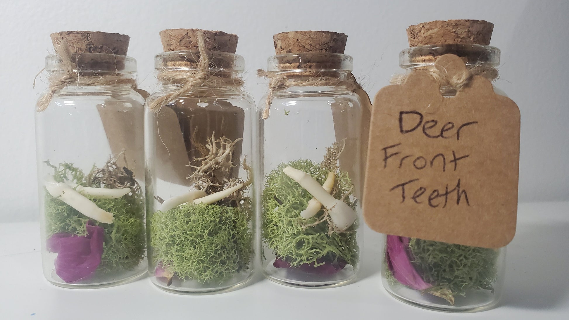 Small Curiosity Jars, 2.5" Tall Various Collector's Vulture Culture Terrarium Oddities, Bones, Teeth, Quills, and More