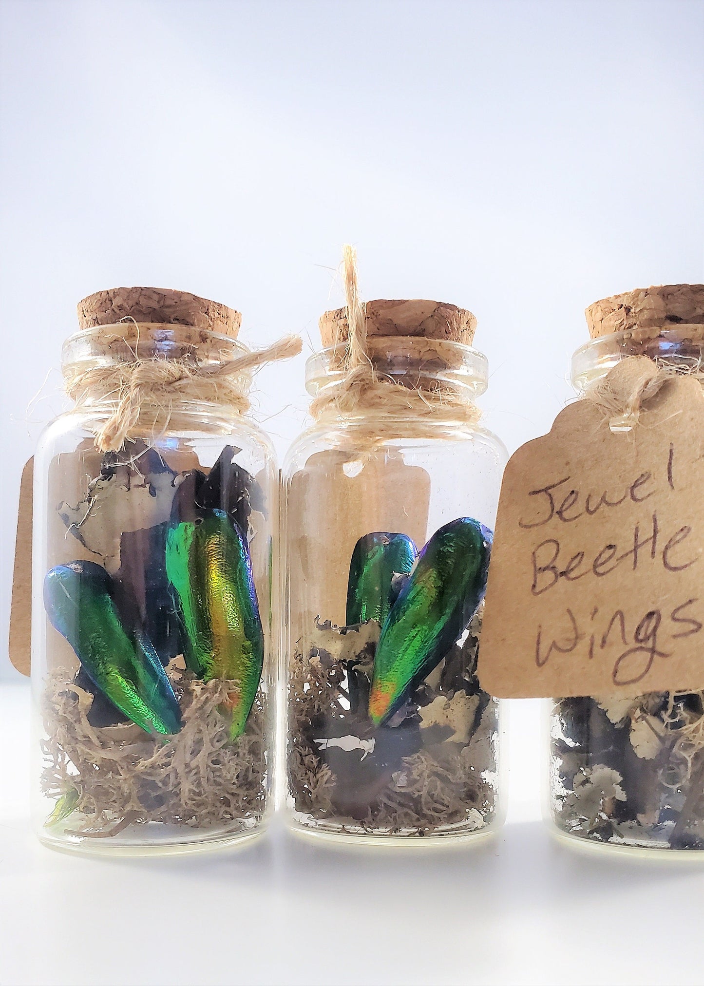 Small Curiosity Jars, 2.5" Tall Various Collector's Vulture Culture Terrarium Oddities, Bones, Teeth, Quills, and More