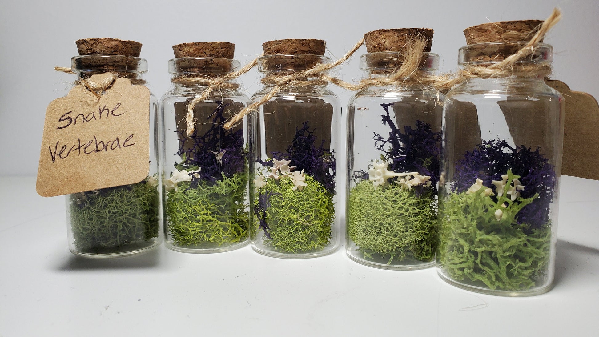 Small Curiosity Jars, 2.5" Tall Various Collector's Vulture Culture Terrarium Oddities, Bones, Teeth, Quills, and More