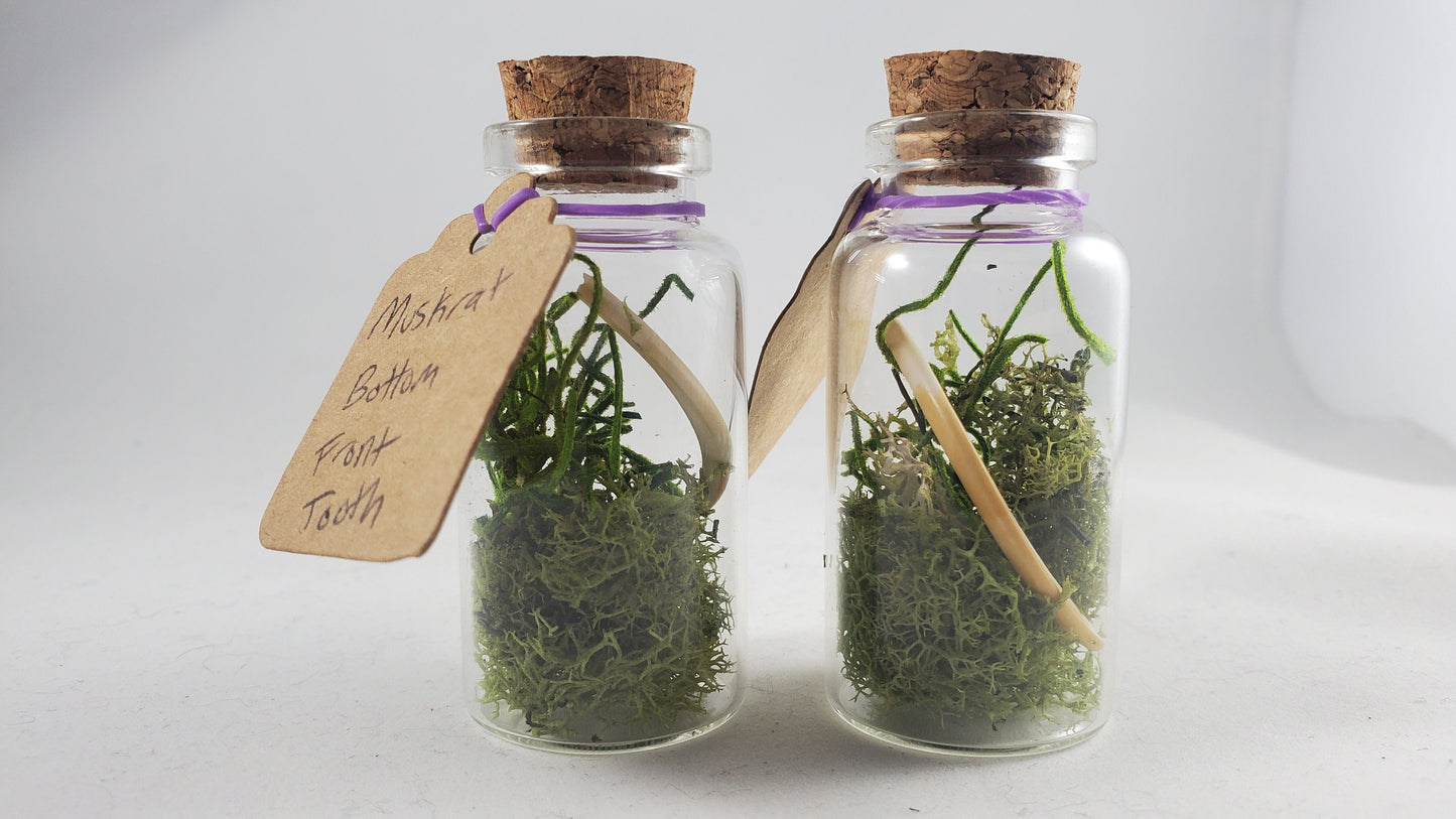 Small Curiosity Jars, 2.5" Tall Various Collector's Vulture Culture Terrarium Oddities, Bones, Teeth, Quills, and More