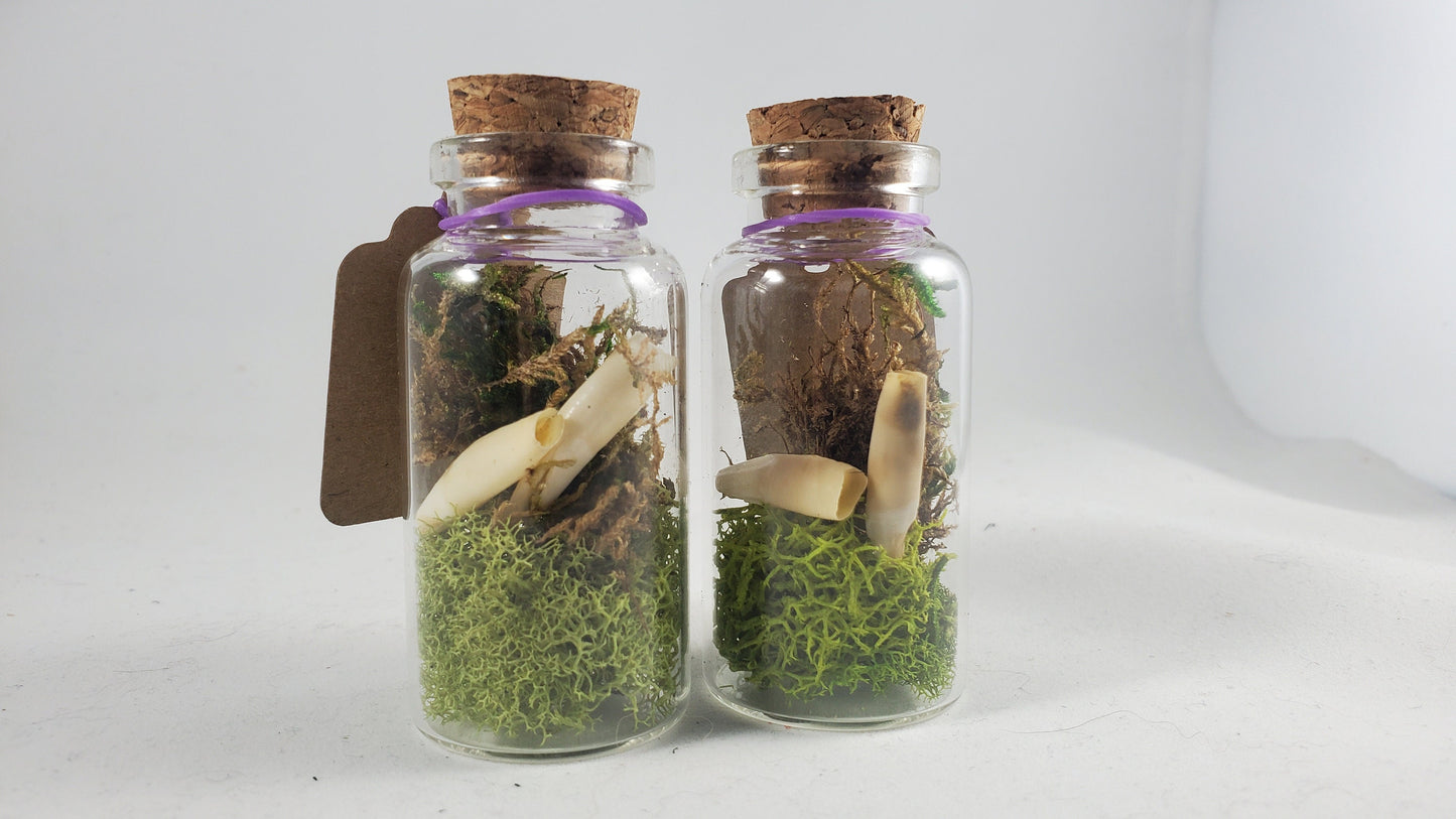 Small Curiosity Jars, 2.5" Tall Various Collector's Vulture Culture Terrarium Oddities, Bones, Teeth, Quills, and More