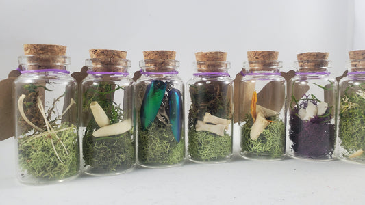 Small Curiosity Jars, 2.5" Tall Various Collector's Vulture Culture Terrarium Oddities, Bones, Teeth, Quills, and More