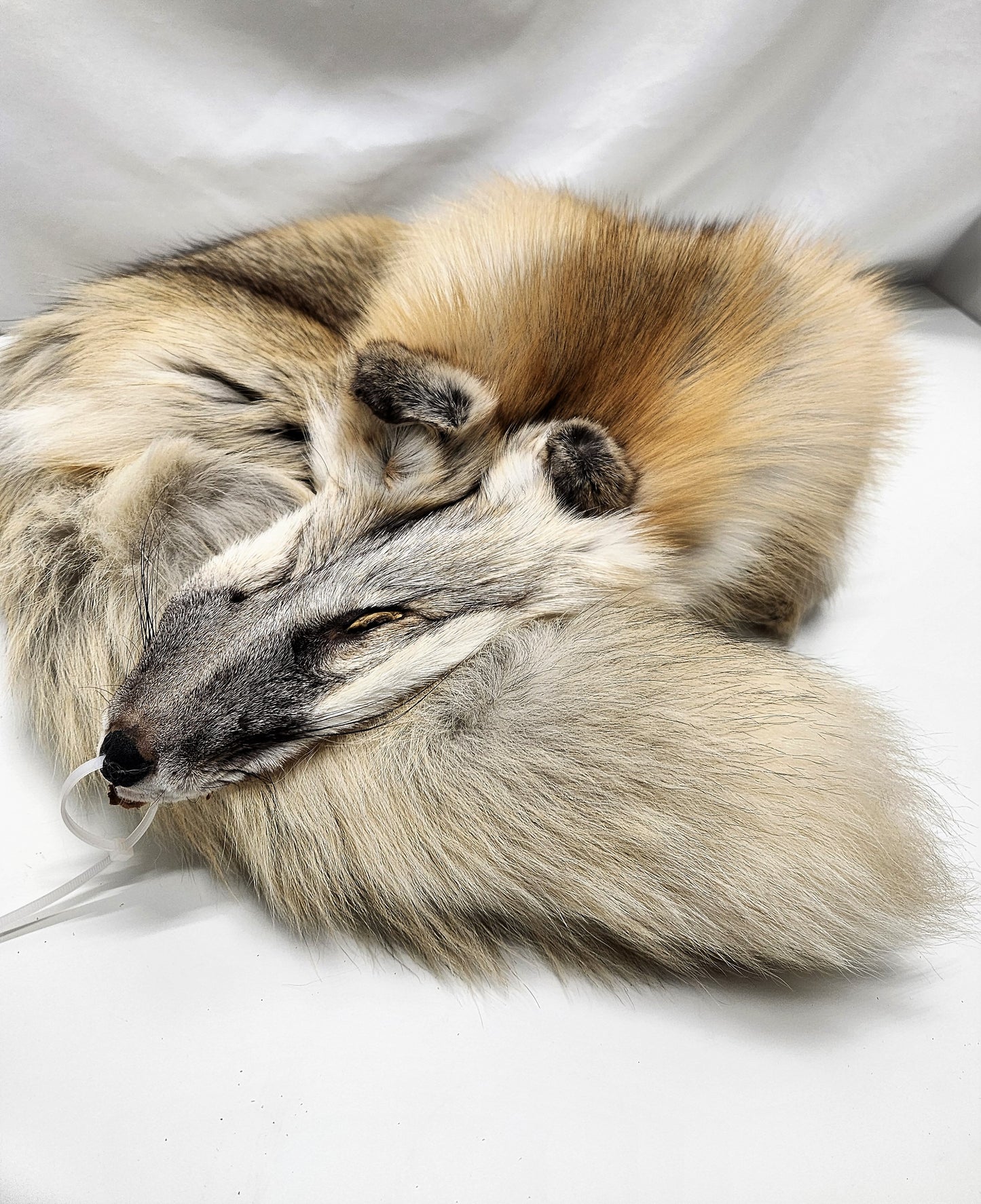 Golden Island Fox Pelt