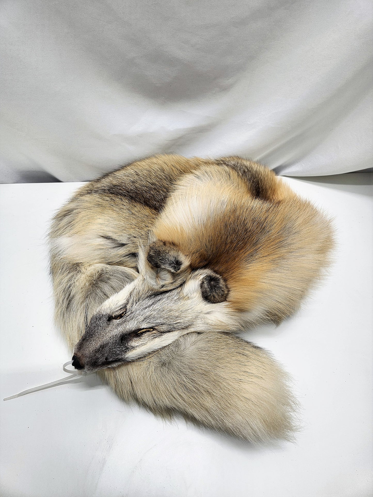 Golden Island Fox Pelt