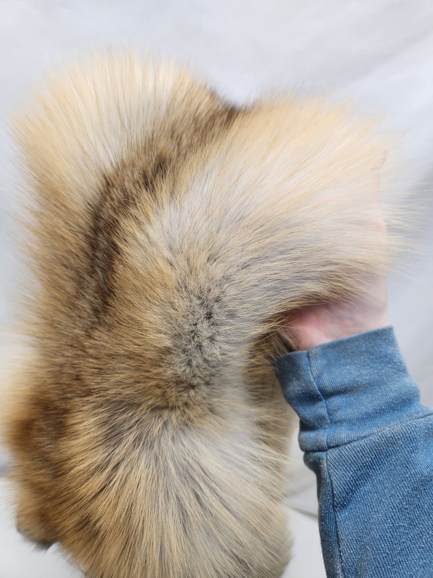 Golden Island Fox Pelt