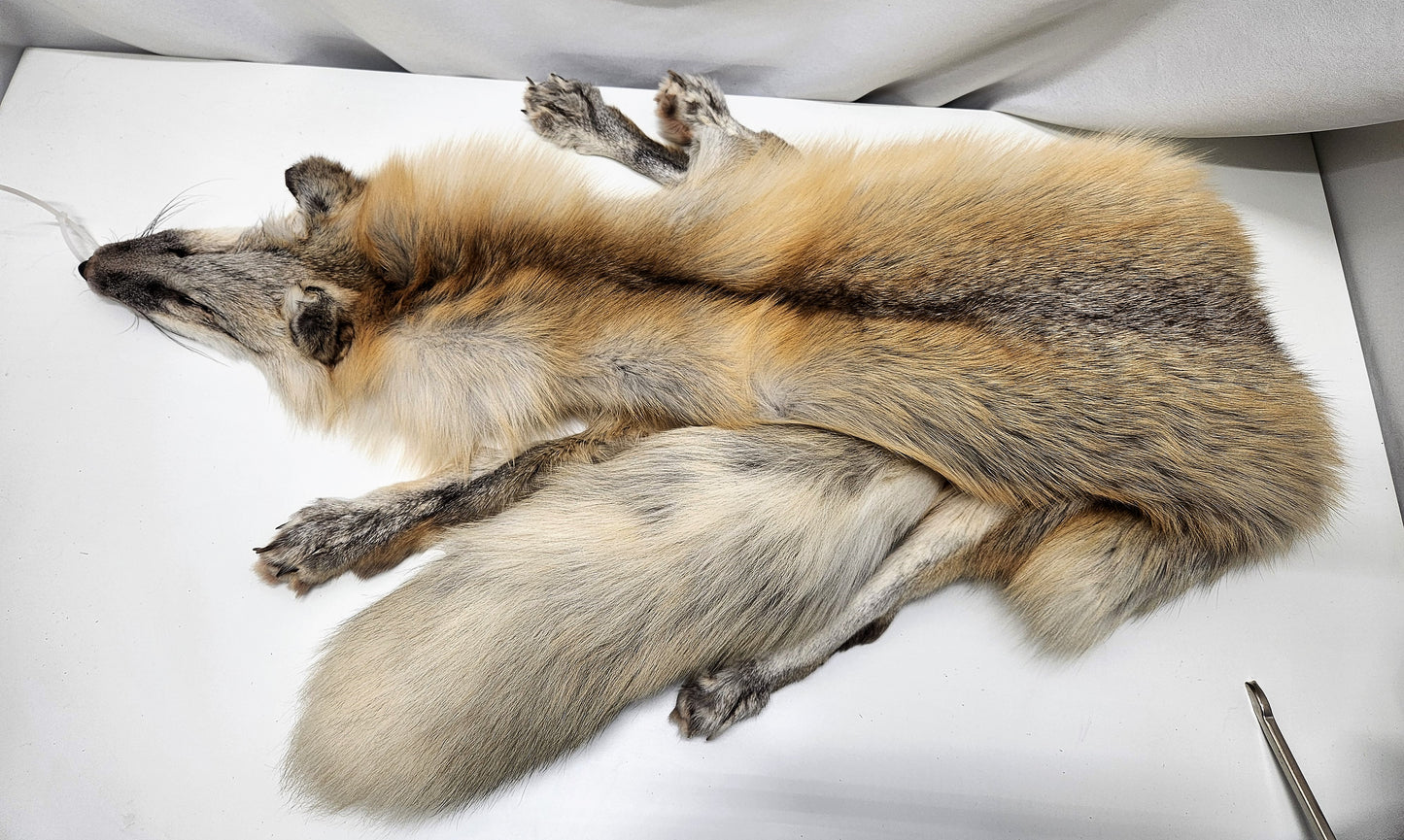 Golden Island Fox Pelt