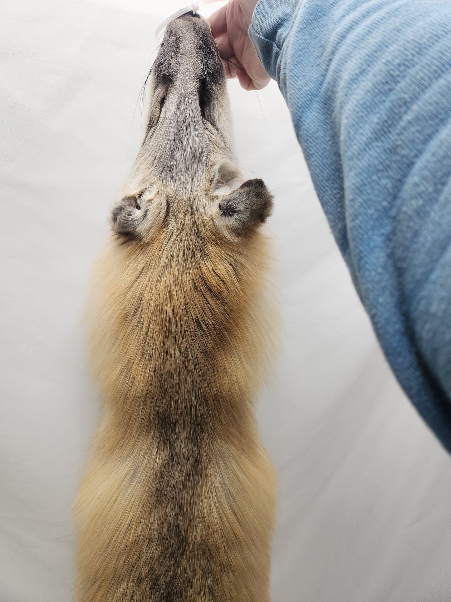 Golden Island Fox Pelt