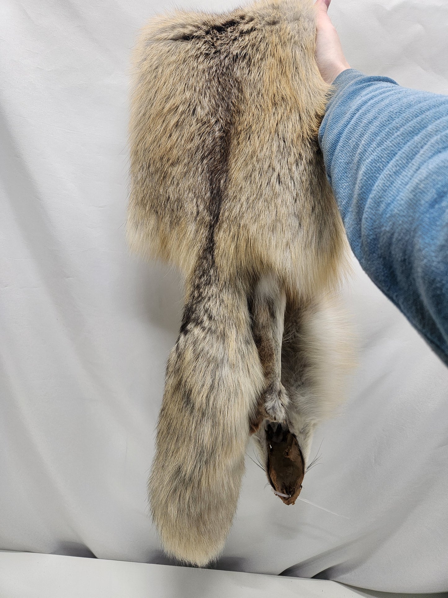 Golden Island Fox Pelt