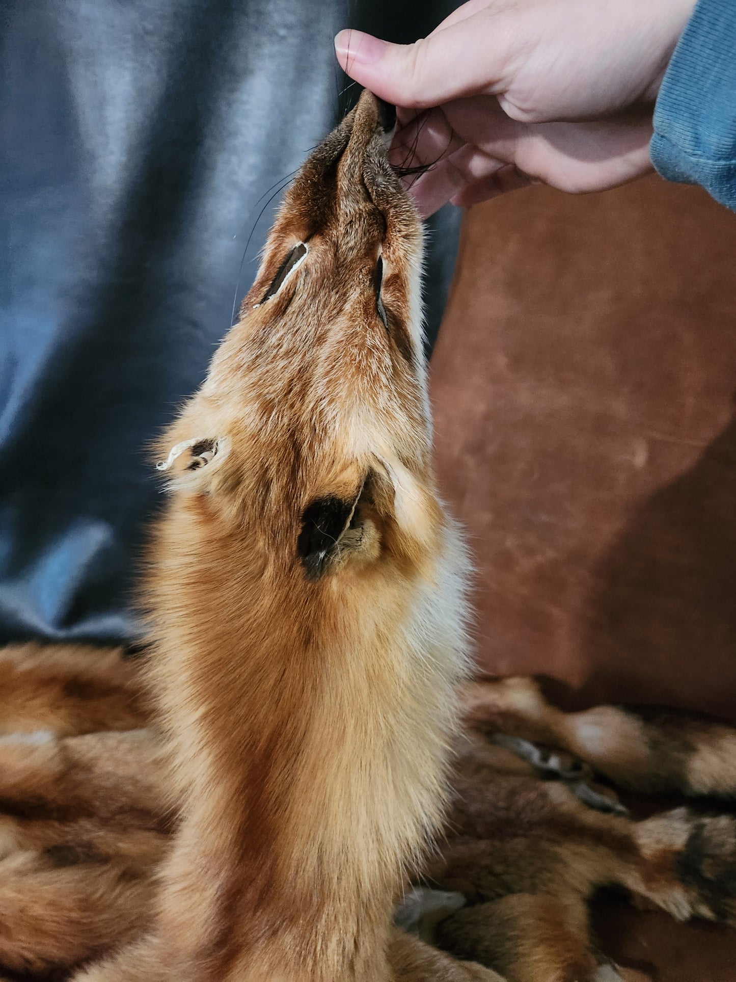 Red Fox Pelts