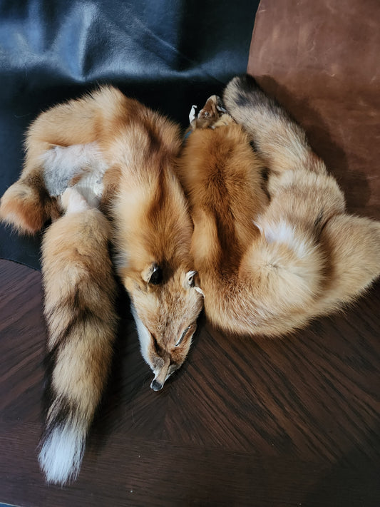 Red Fox Pelts