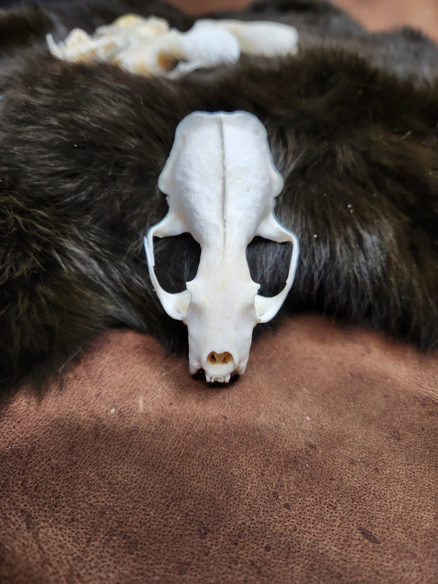 Real Animals Skulls - Coyote, Fox, Mink