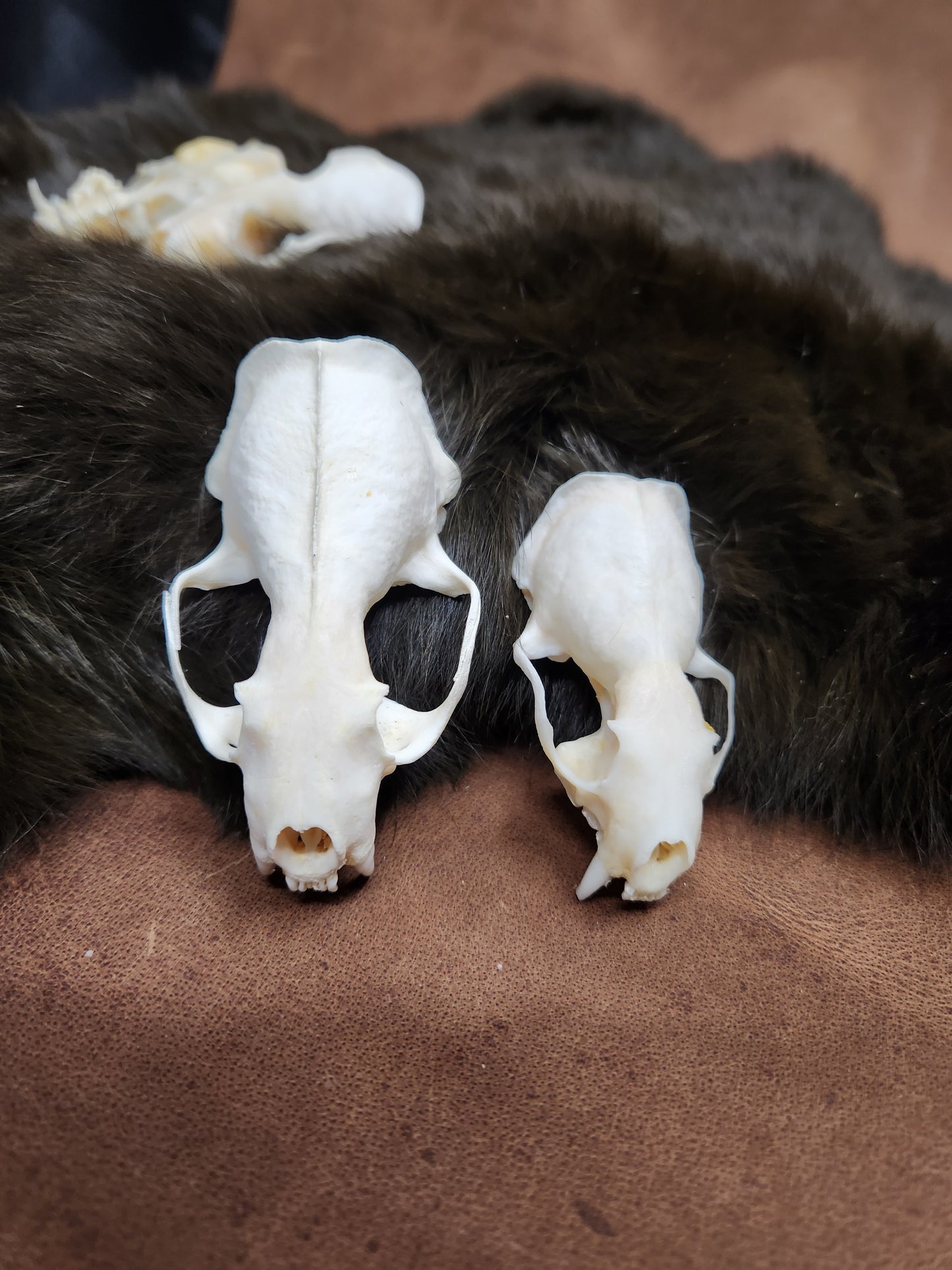 Real Animals Skulls - Coyote, Fox, Mink