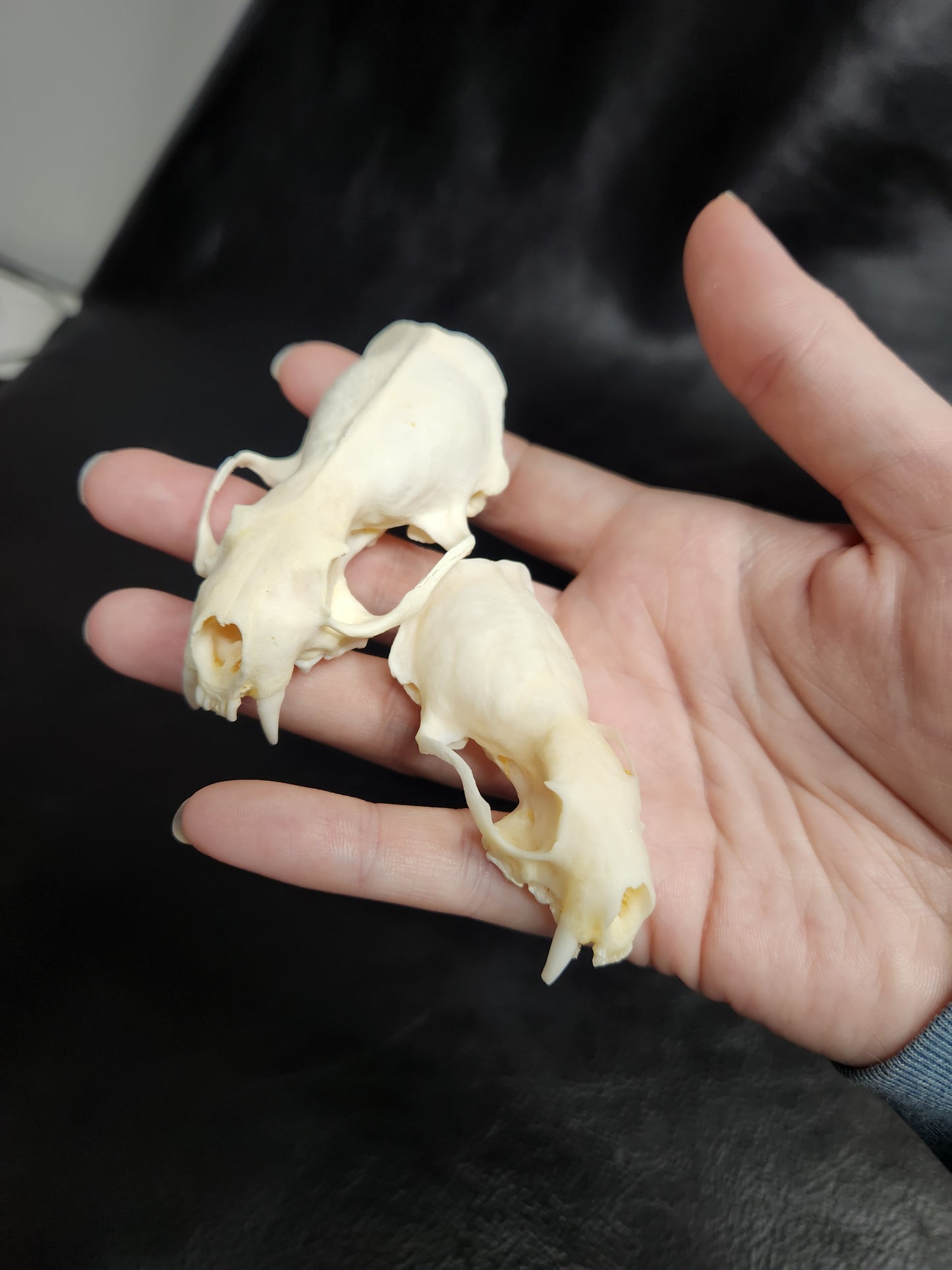 Real Animals Skulls - Coyote, Fox, Mink