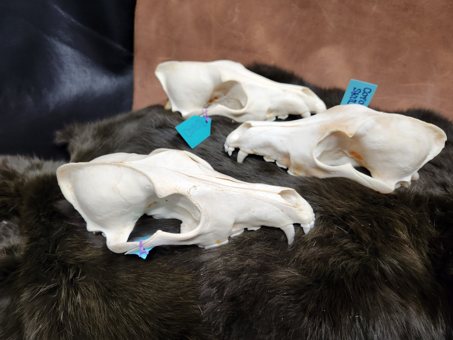 Real Animals Skulls - Coyote, Fox, Mink