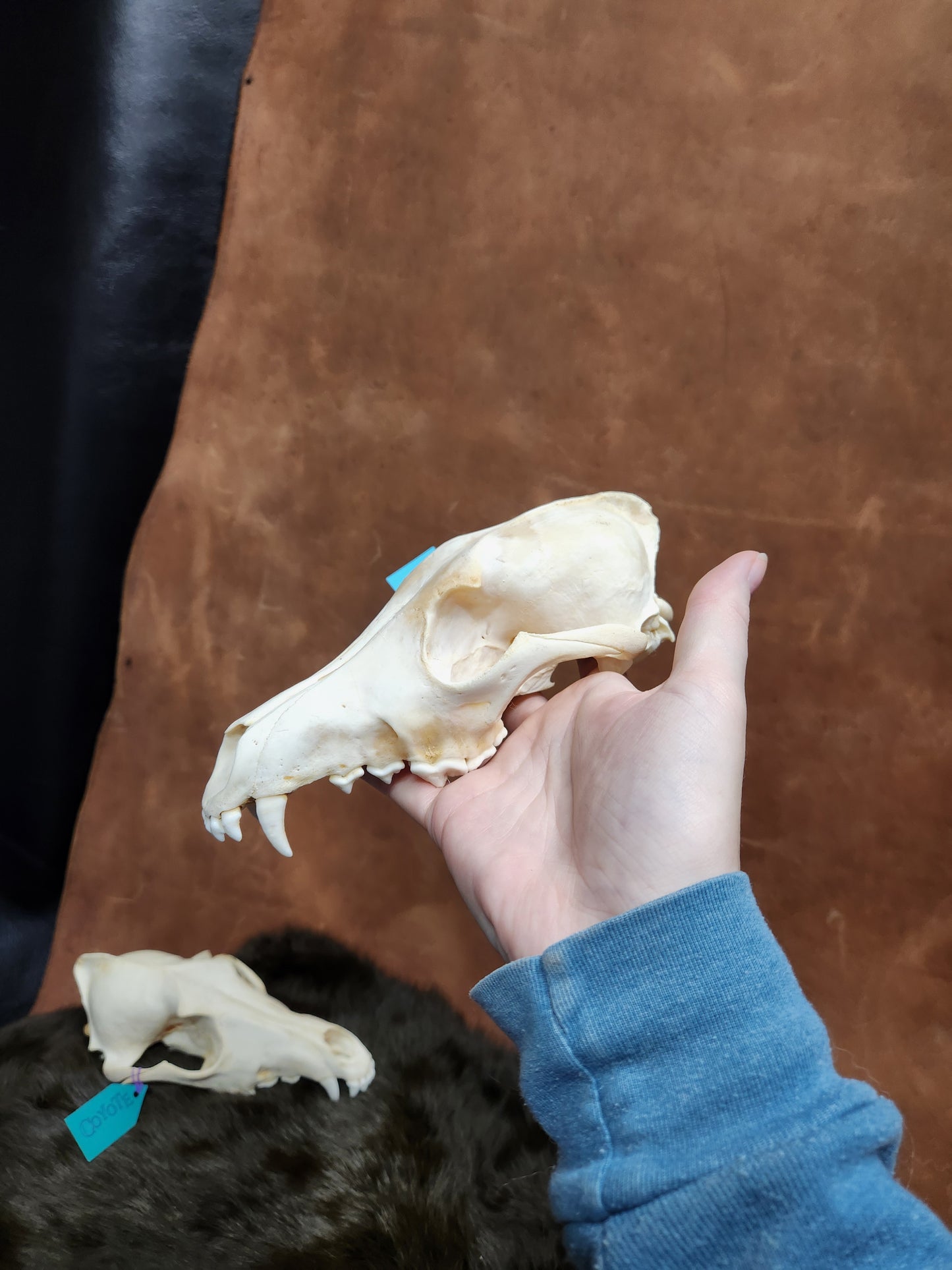 Real Animals Skulls - Coyote, Fox, Mink