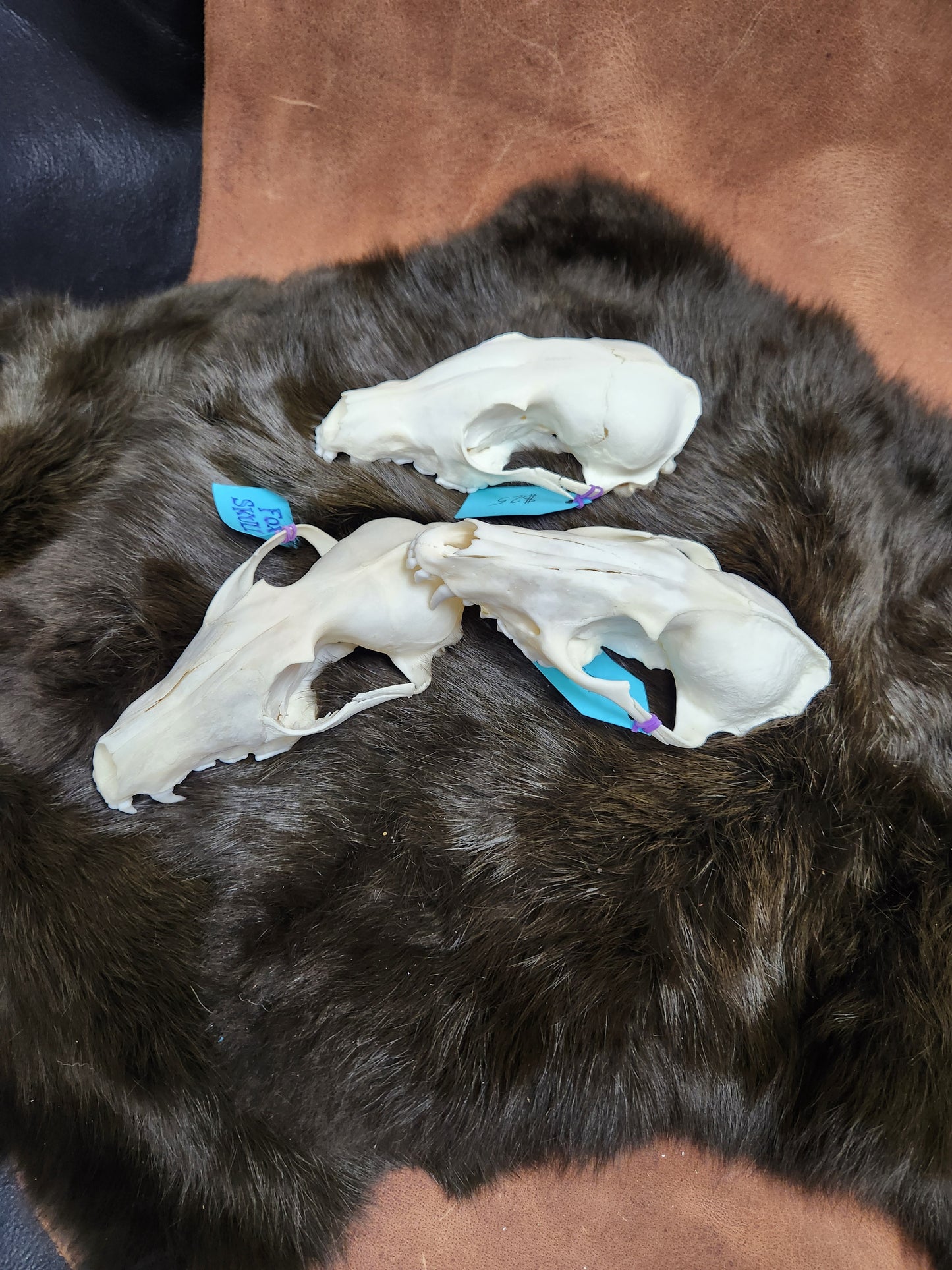 Real Animals Skulls - Coyote, Fox, Mink