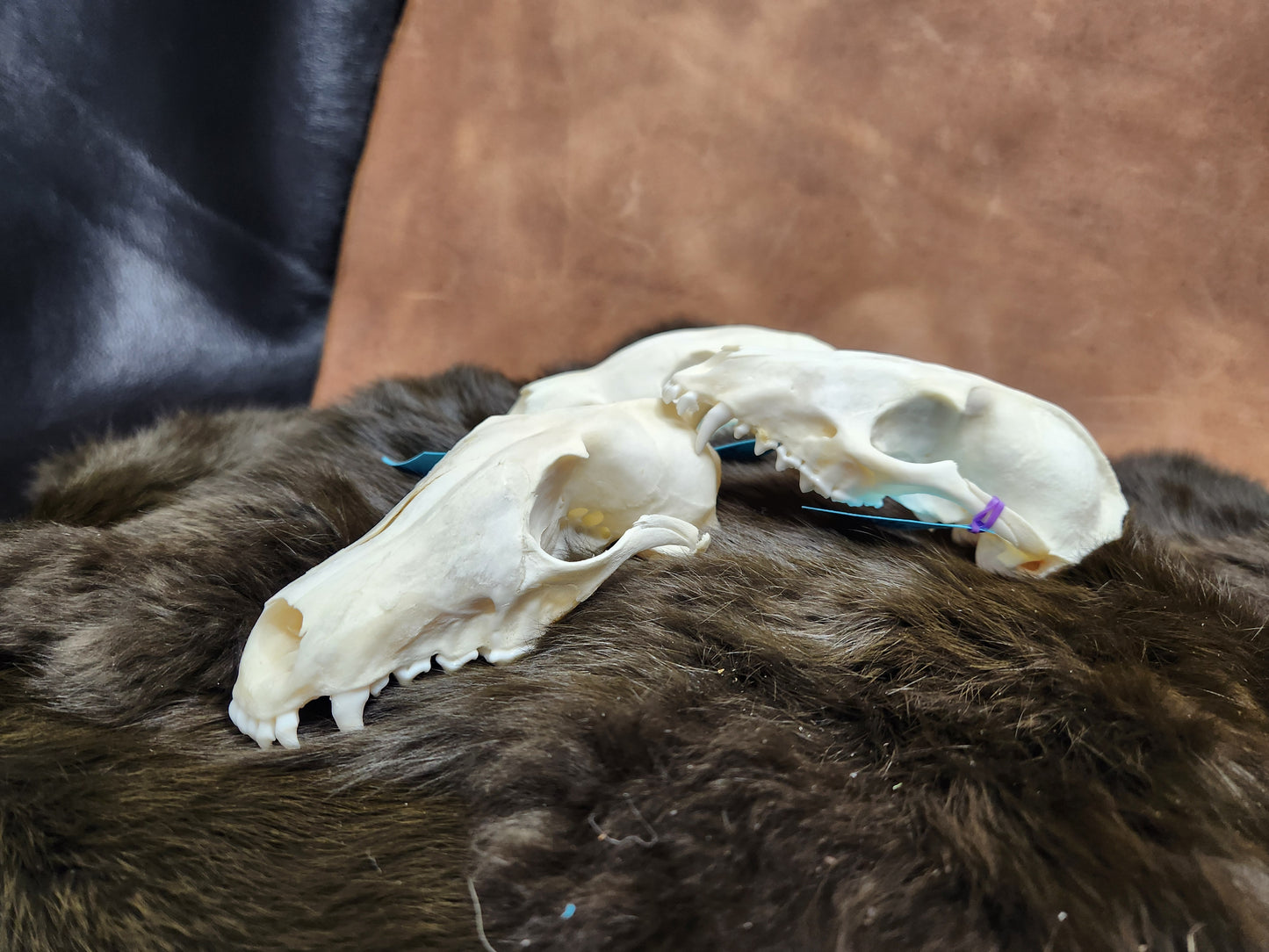 Real Animals Skulls - Coyote, Fox, Mink