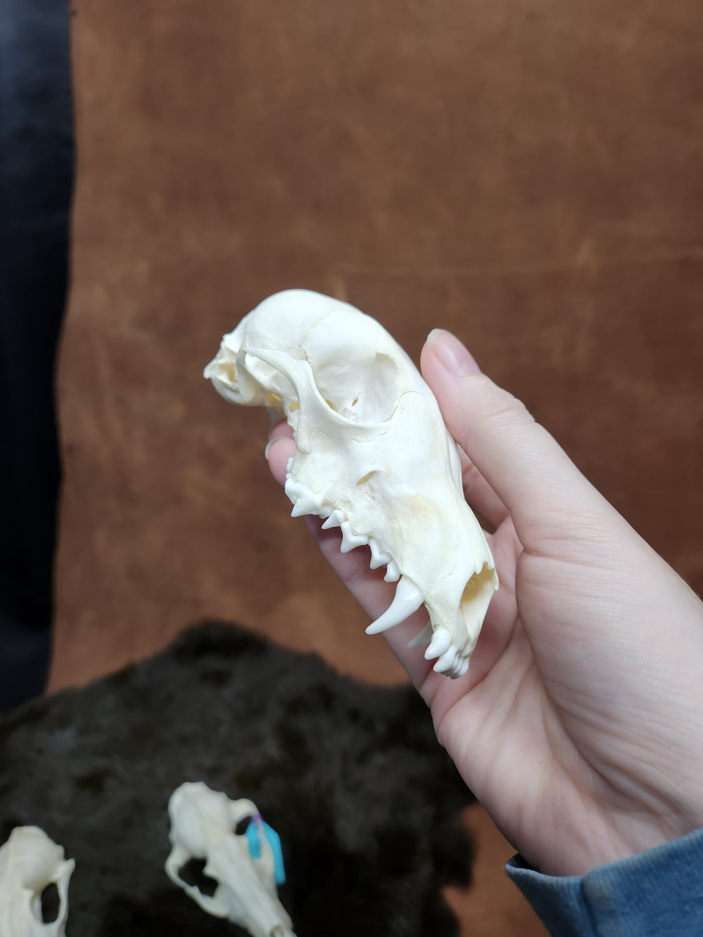 Real Animals Skulls - Coyote, Fox, Mink