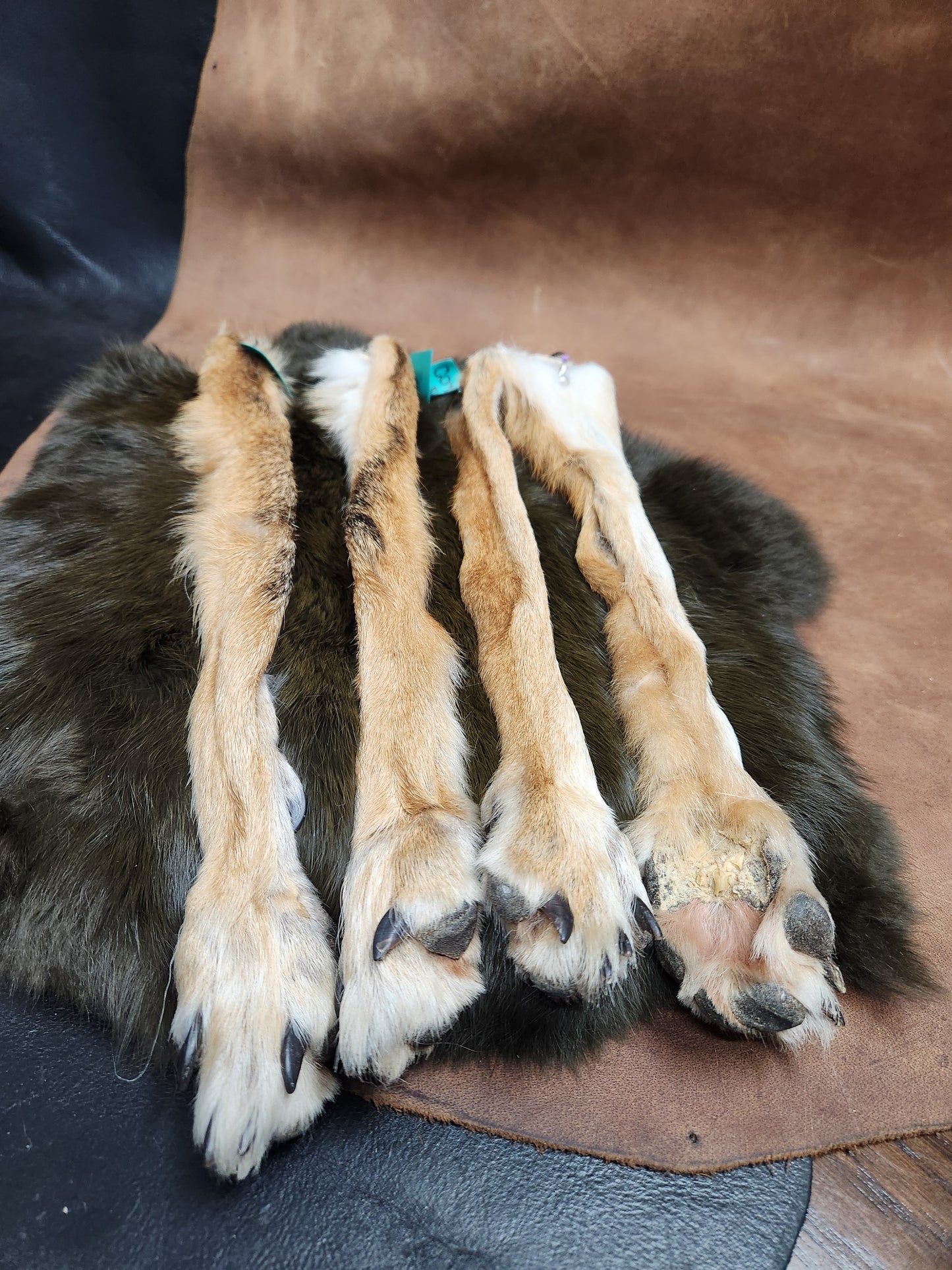 Fox or Coyote Paw Keychain