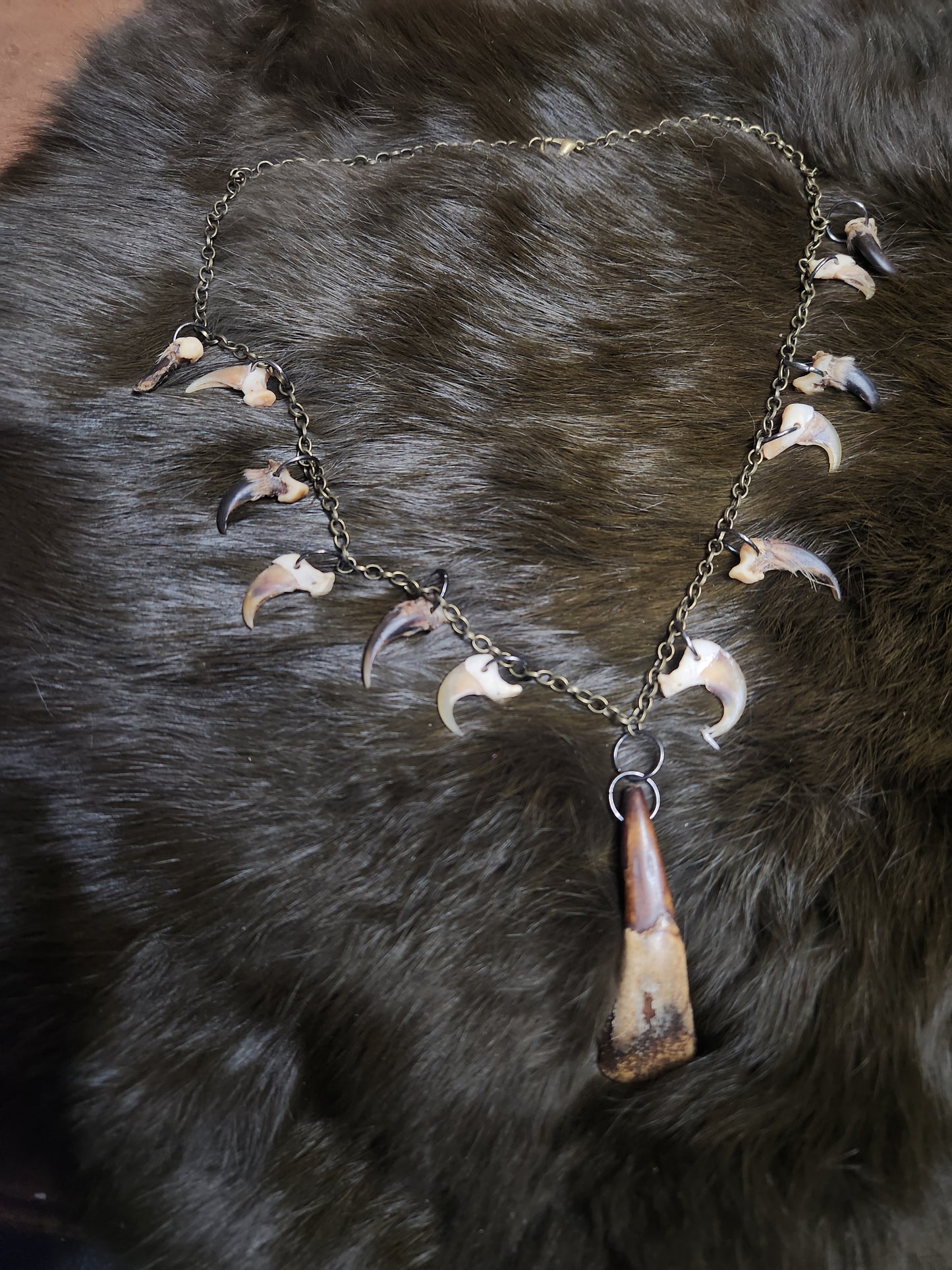 Buffalo Tooth, Bobcat Claw, and Coyote Claw 20" Necklace