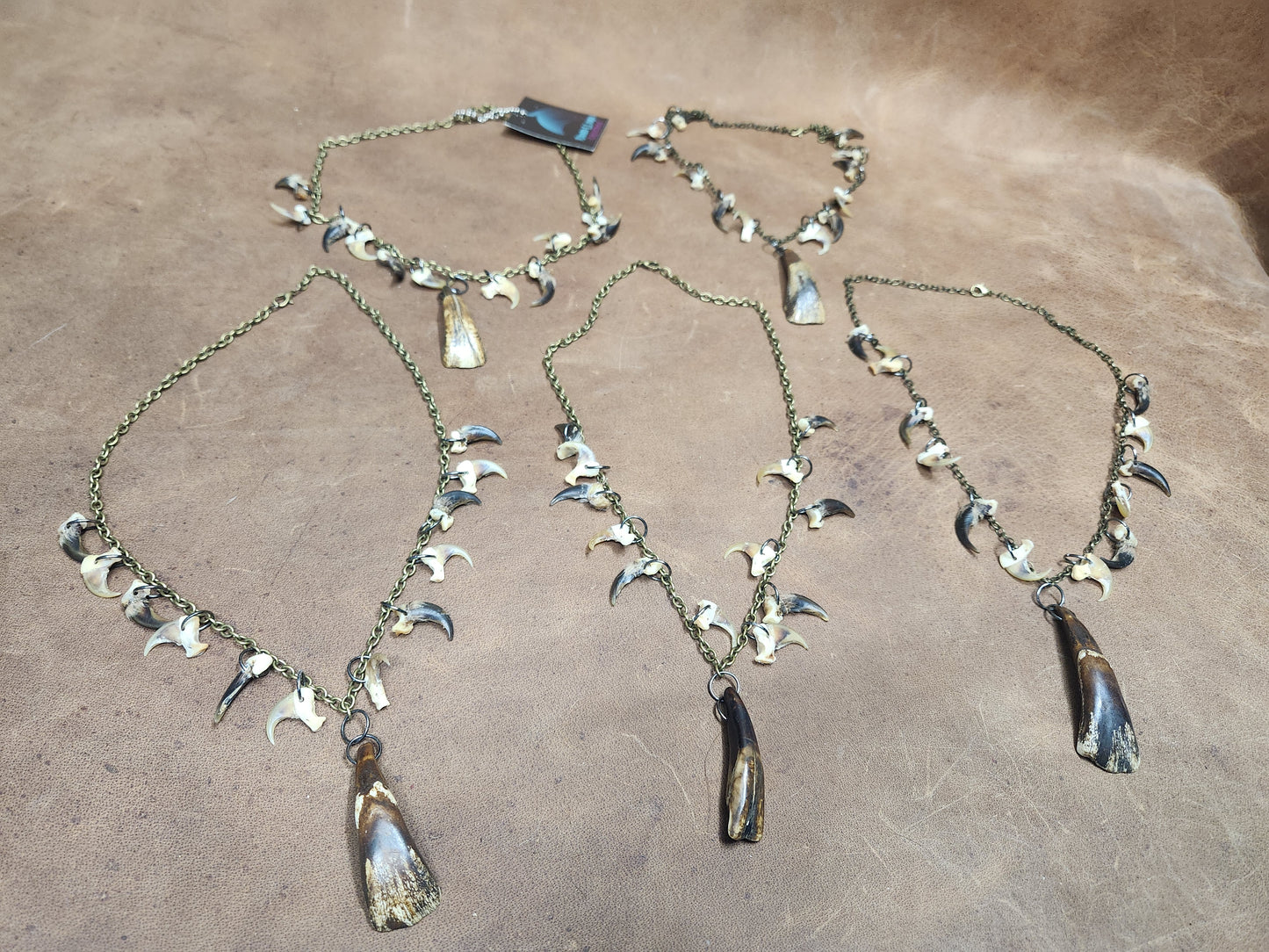 Buffalo Tooth, Bobcat Claw, and Coyote Claw 20" Necklace