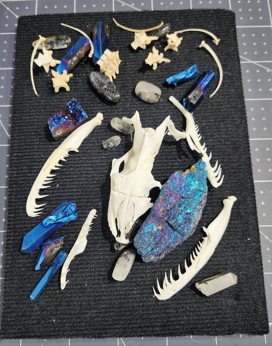 Oddity Shadowbox with Burmese Python Skull and Chalcopyrite and Quartz Stones