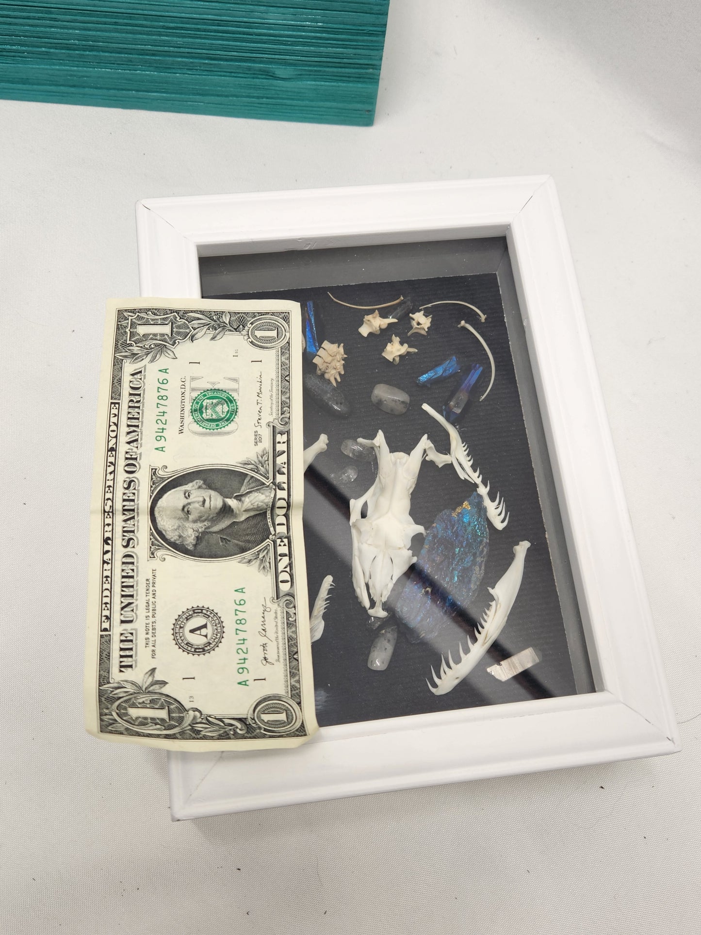Oddity Shadowbox with Burmese Python Skull and Chalcopyrite and Quartz Stones