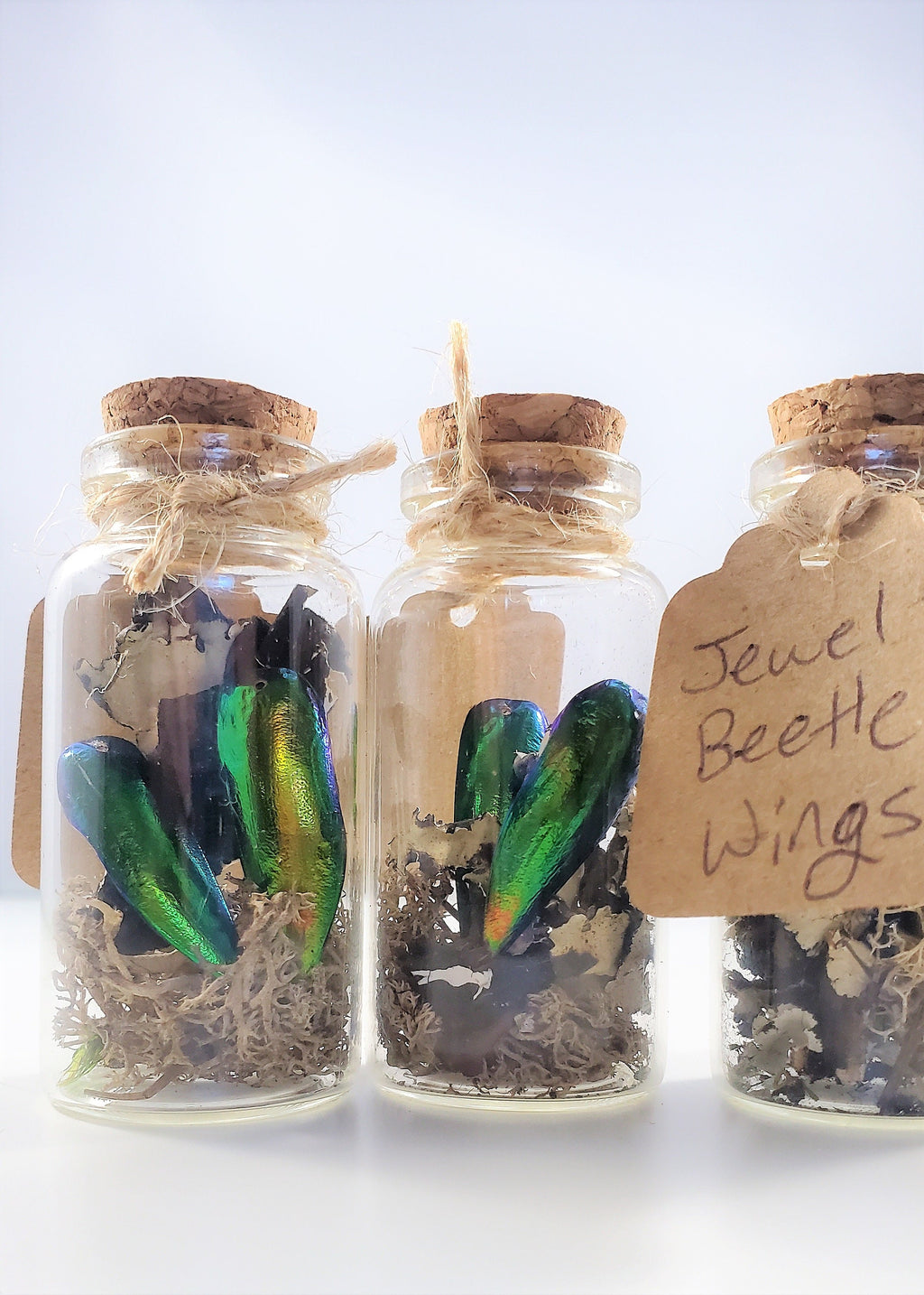 Small Curiosity Jars, 2.5" Tall Various Collector's Vulture Culture Terrarium Oddities, Bones, Teeth, Quills, and More