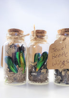 Small Curiosity Jars, 2.5" Tall Various Collector's Vulture Culture Terrarium Oddities, Bones, Teeth, Quills, and More