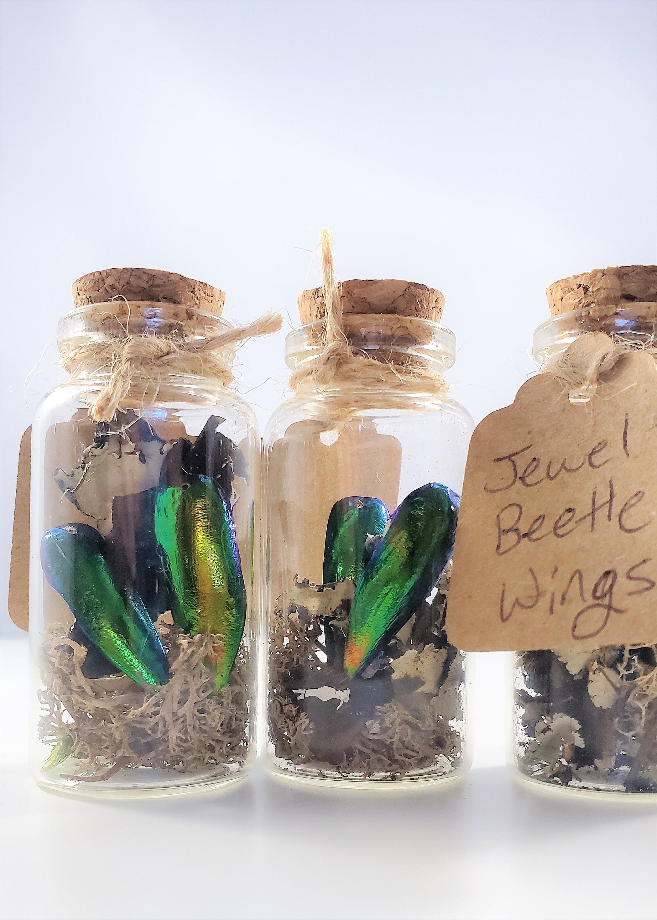 Small Curiosity Jars, 2.5" Tall Various Collector's Vulture Culture Terrarium Oddities, Bones, Teeth, Quills, and More