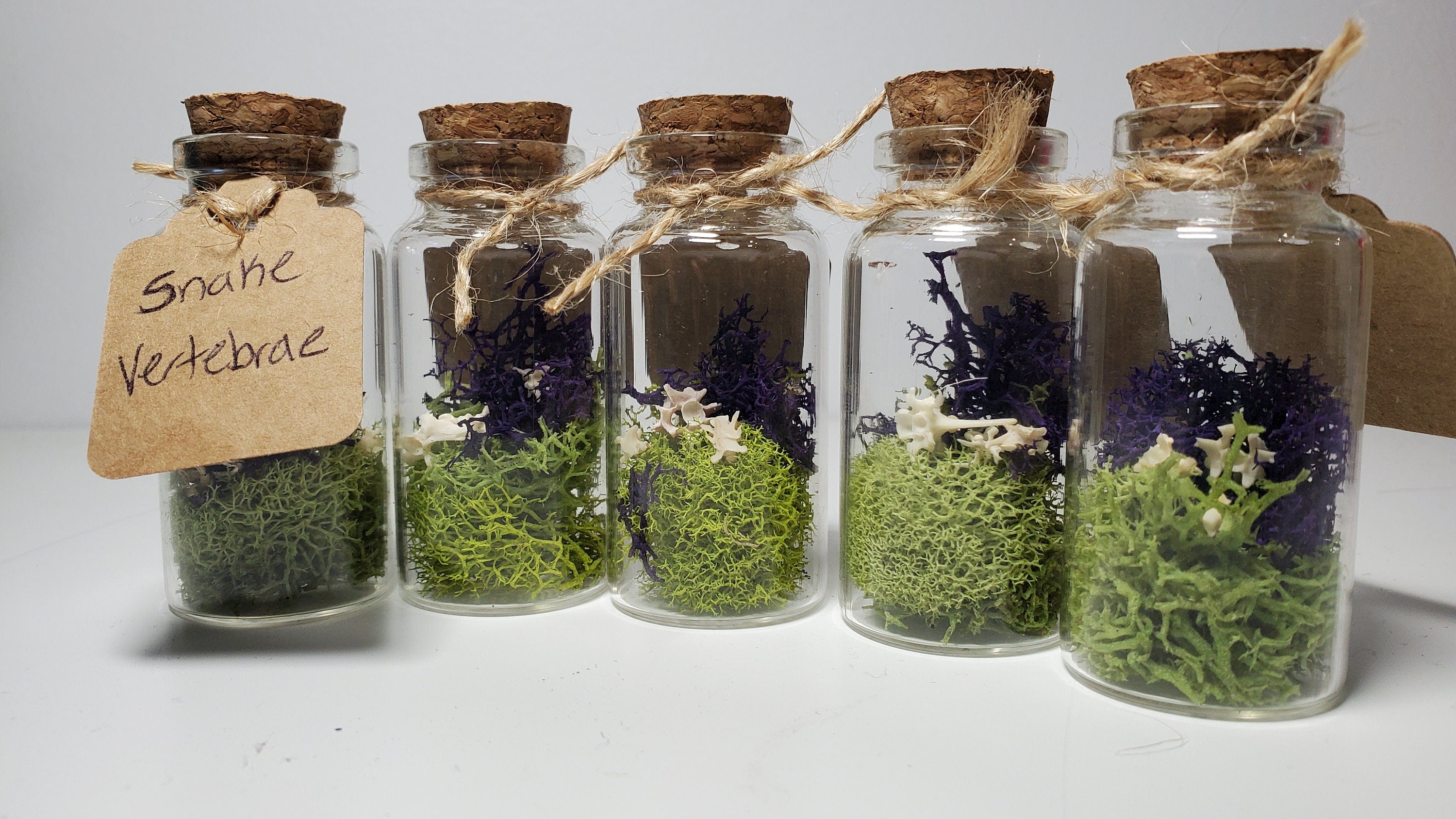 Small Curiosity Jars, 2.5" Tall Various Collector's Vulture Culture Terrarium Oddities, Bones, Teeth, Quills, and More